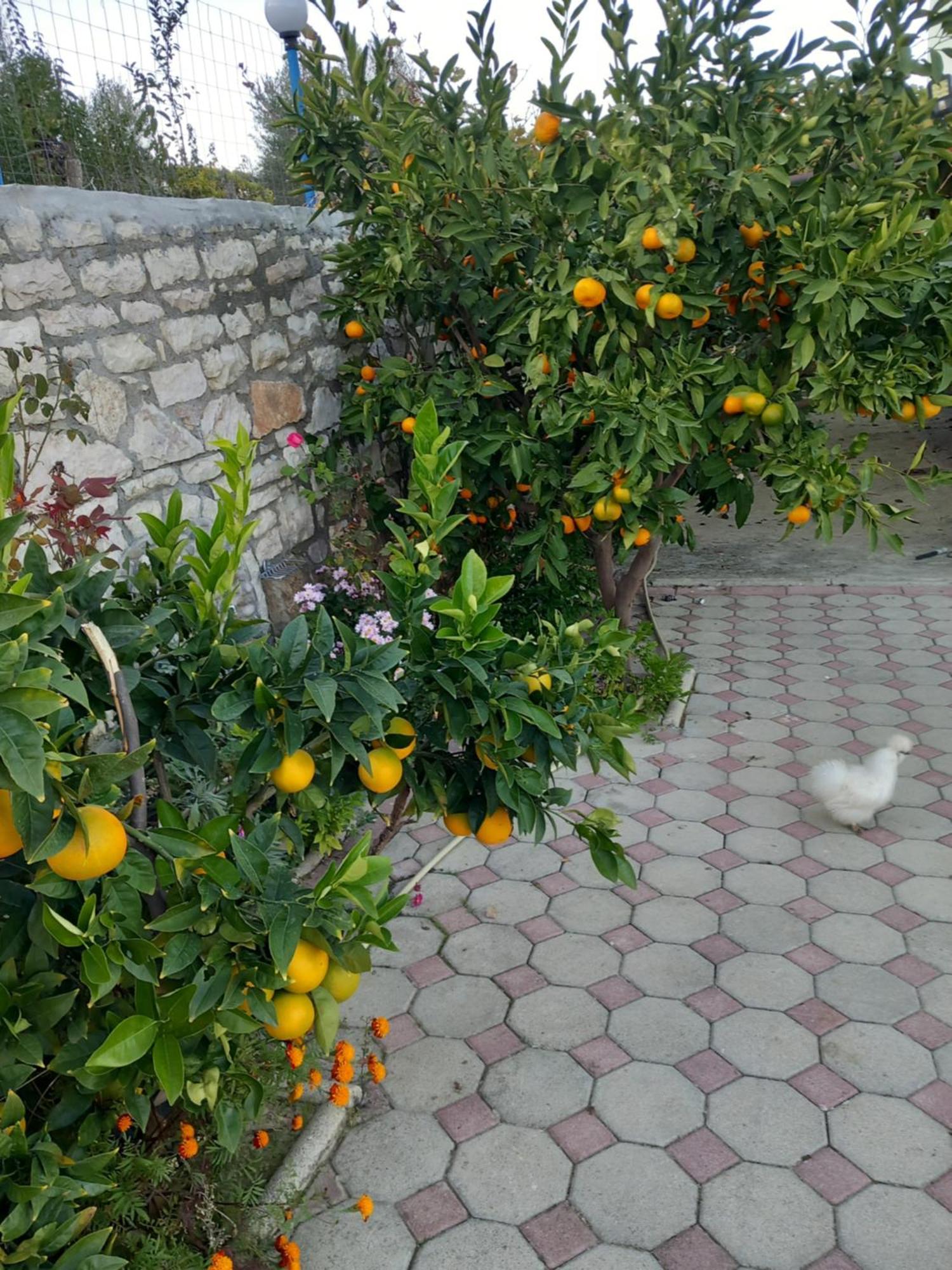 Vila Dean Berat Buitenkant foto